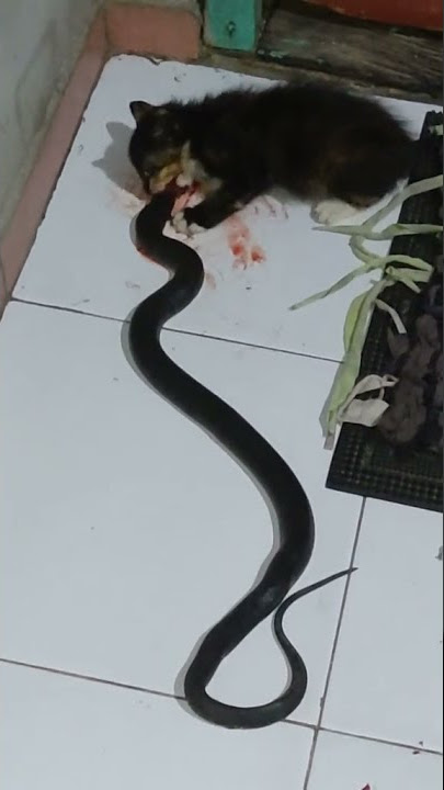 KUCING KECIL VS ULAR COBRA