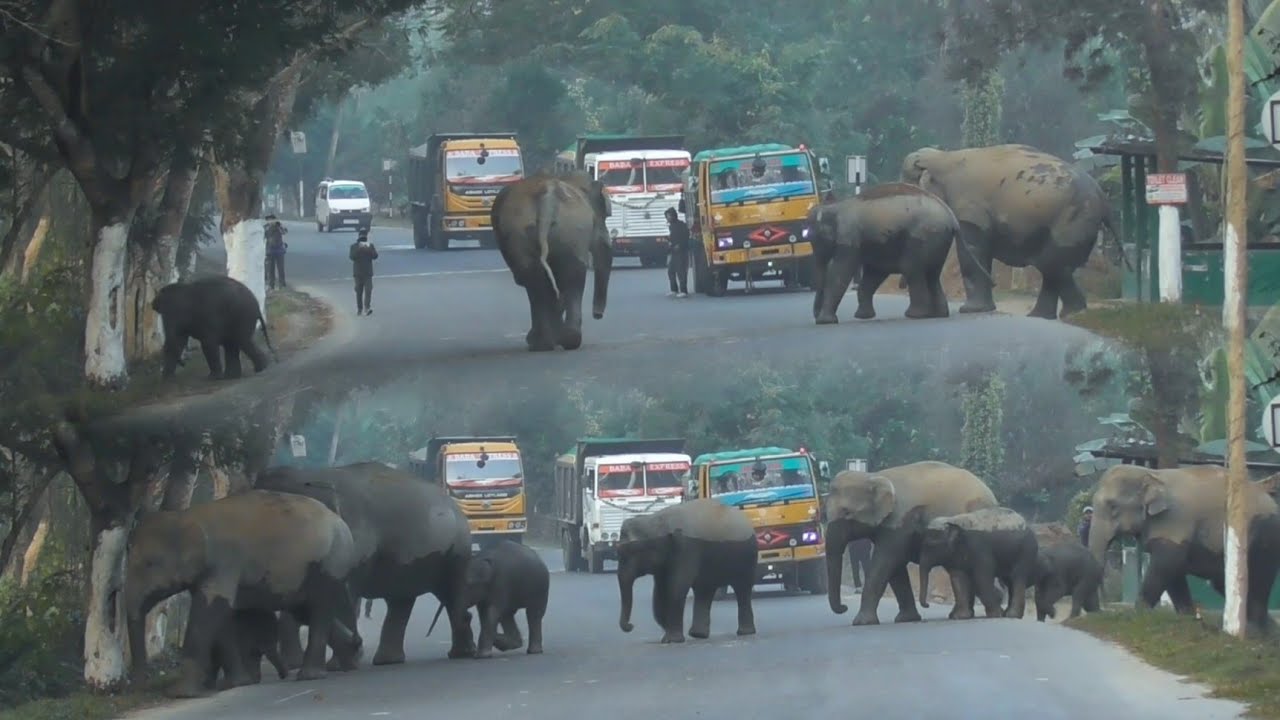 19 February 2026 #wildlife #elephant #assam #viral