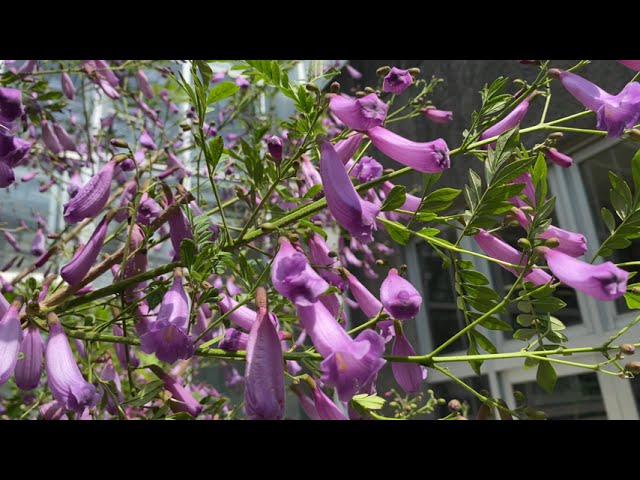 ジャカランダ（2024年6月7日） - YouTube
