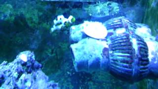 Porcupine puffer and Picasso clowns eating clam