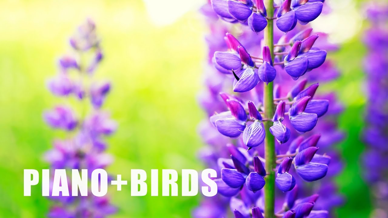 Watch Beautiful Piano Music - Relaxing Music, Study Music, Stress Relief, Sleep Music (Bella) on YouTube Watch Beautiful Piano Music - Relaxing Music, Study Music, Stress Relief, Sleep Music (Bella) on YouTube
