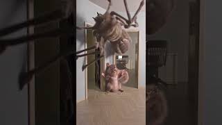 spider vs squirrel