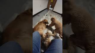 Dogs at Play: Callie, Oakley and Teddy by Unleashed DDC MT 115 views 3 months ago 2 minutes, 35 seconds