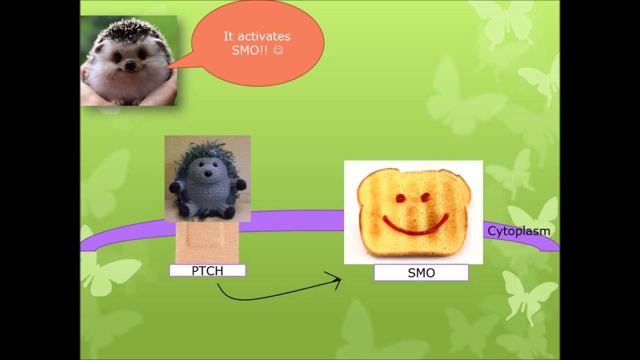 Hedgehog signaling project - YouTube