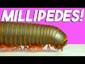 Millipede hunting w dr derek hennen millipede expert