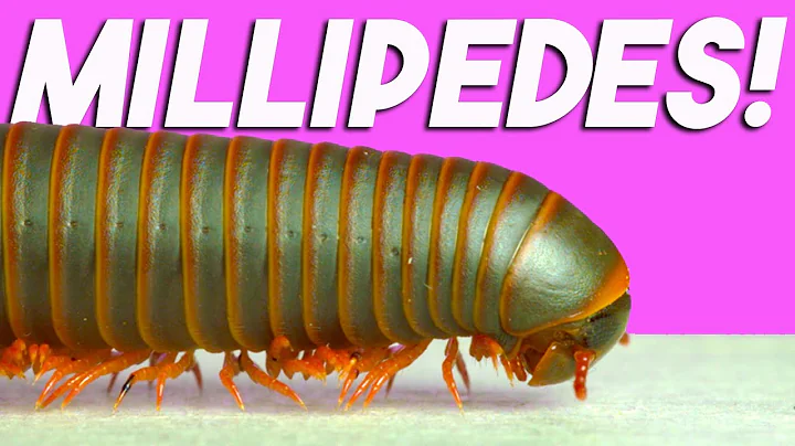 Millipede hunting w/ Dr. Derek Hennen, millipede e...
