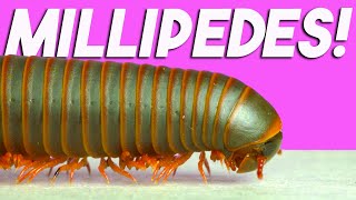 Millipede hunting w/ Dr. Derek Hennen, millipede expert! by Ant Lab 128,625 views 1 year ago 8 minutes, 16 seconds