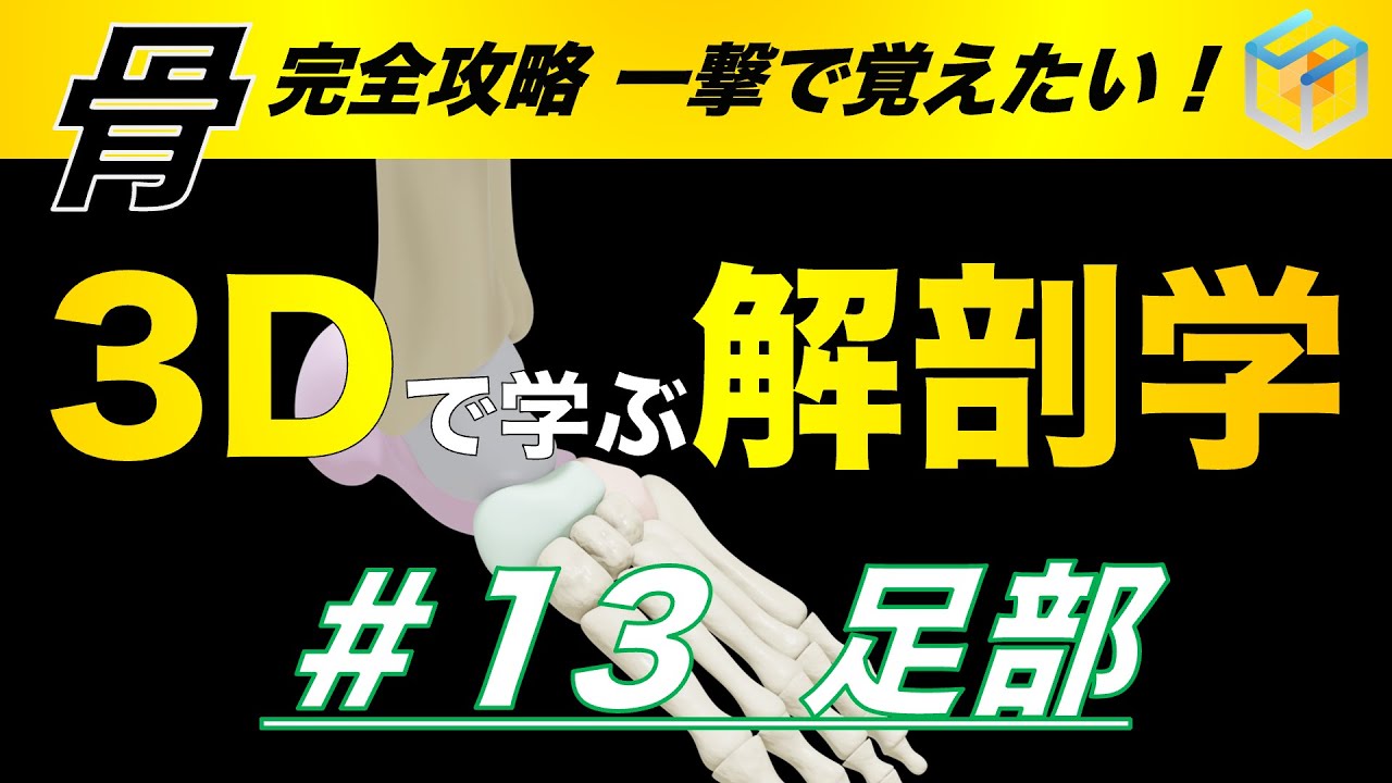 #13  足部【3Dで学ぶ解剖学】足の構造とアーチの重要性を理解しよう！　