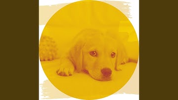 Pulsating Backdrops for Keeping Your Dog Happy