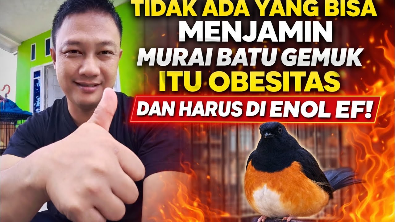 TIDAK ADA JAMINAN MURAI BATU GEMUK ITU OBESITAS KAWAN DAN HARUS DIENOL EF
