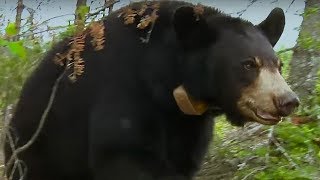 Small Bear Cub Lost in Storm | BBC Earth