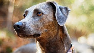 Blue Lacy Dog by Happy Puppy 3,339 views 5 years ago 3 minutes, 46 seconds