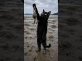 Black Cat Catches Crabs at the Mudflats 🦀 Then Makes Pork Belly Crab Ramen! #shorts