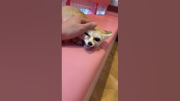 Fennec Fox Sounds 🦊 One Of The Cutest And Exotic Animals In The World 🚩 EP 522