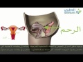الاعضاء التناسلية الداخلية للمرأة الجهاز التناسلي الأنثوي 