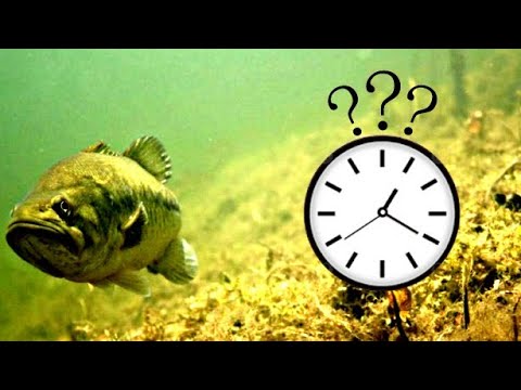 Bass Fishing: l'ORARIO MIGLIORE della giornata NON è quello che pensi!!