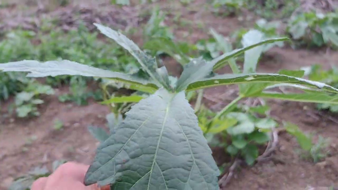 Melhor fase da lua  pra plantar quiabo