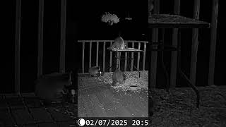 Aww, look at the cute little fluffy raccoons on the deck