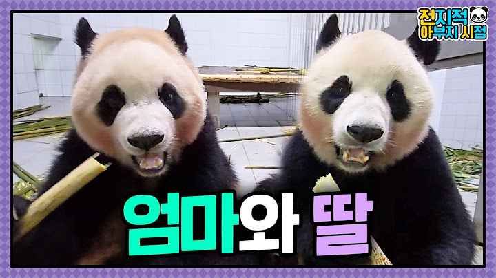[Omniscient grandpa viewpoint] ep.226 ‘Birthday Queen Panda’ Ai Bao’s Special Day 💖