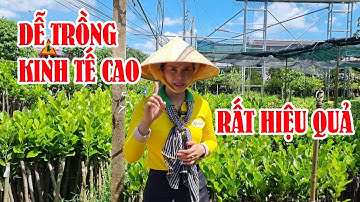 NHỮNG LOẠI CÂY KINH TẾ CAO ĐÁNG TRỒNG NĂM 2024