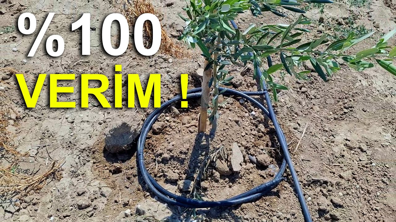 Zeytin Bahçemize Dikenli Tel ve Damlama Uygulaması