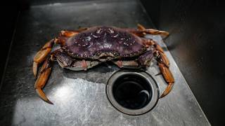 Dont Put This Type Of Seafood Down Your Sink Drain