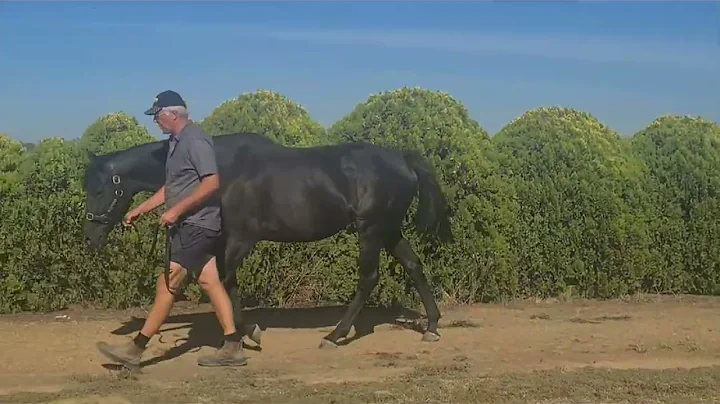 Hysterics (NZ)