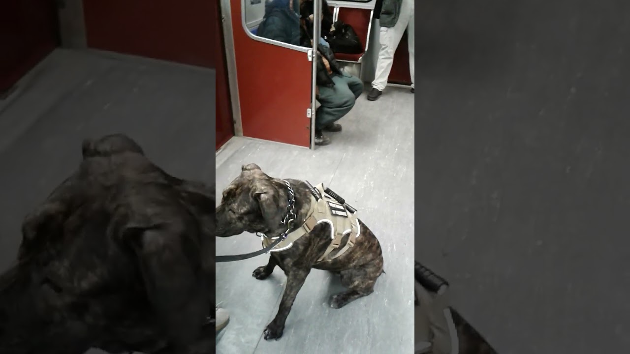 A Guide Dog On The TTC Subway Line 2 Near St. George Station In Toronto Ontario 03/12/25