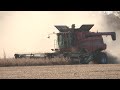 Harvest 2020 | Case IH 5130 Axial Flow Harvesting Soybeans | Soybean Harvest 2020