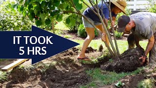 How to transplant a SMALL TREE  Moving our Redbud tree by hand