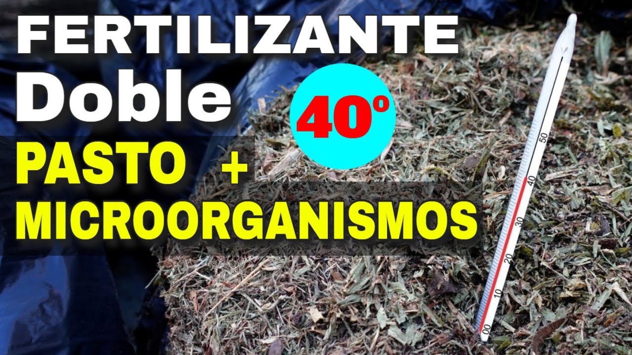👉Pasto como Fertilizante. 🔥Acelerar la Descomposición más Fertilidad en 4 días.