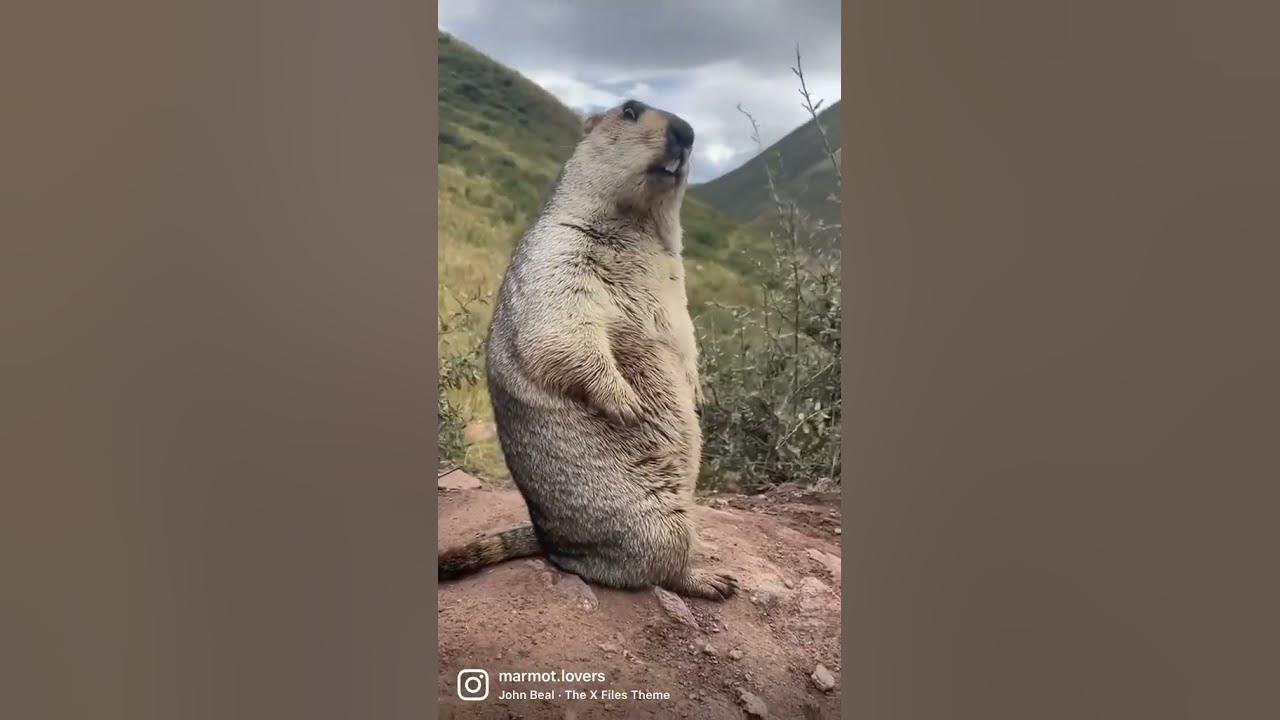 Staring right into your sould. @iz6fvkb(tiktok) #marmot #marmots #