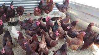 Parent stock - Rhode Island Red and a few Lohmann brown hens