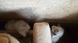 Cute kittens videos   A little rain stills a great wind by OOOH MY CATS No views 4 years ago 1 minute, 18 seconds