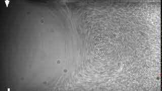 Steinberg vortex flow