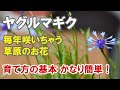 ヤグルマギクの育て方 こぼれ種でもバンバン増えます！