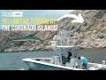 Yellowtail fishing at the coronado islands  rush goes dorado fishing