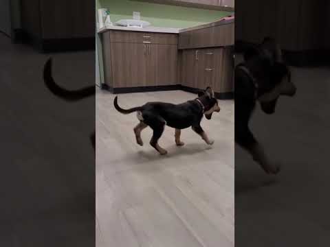 Funny Dogs Compilation