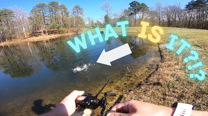 Bait Finesse System [BFS] is PERFECT for Pond Fishing! [4 Species]