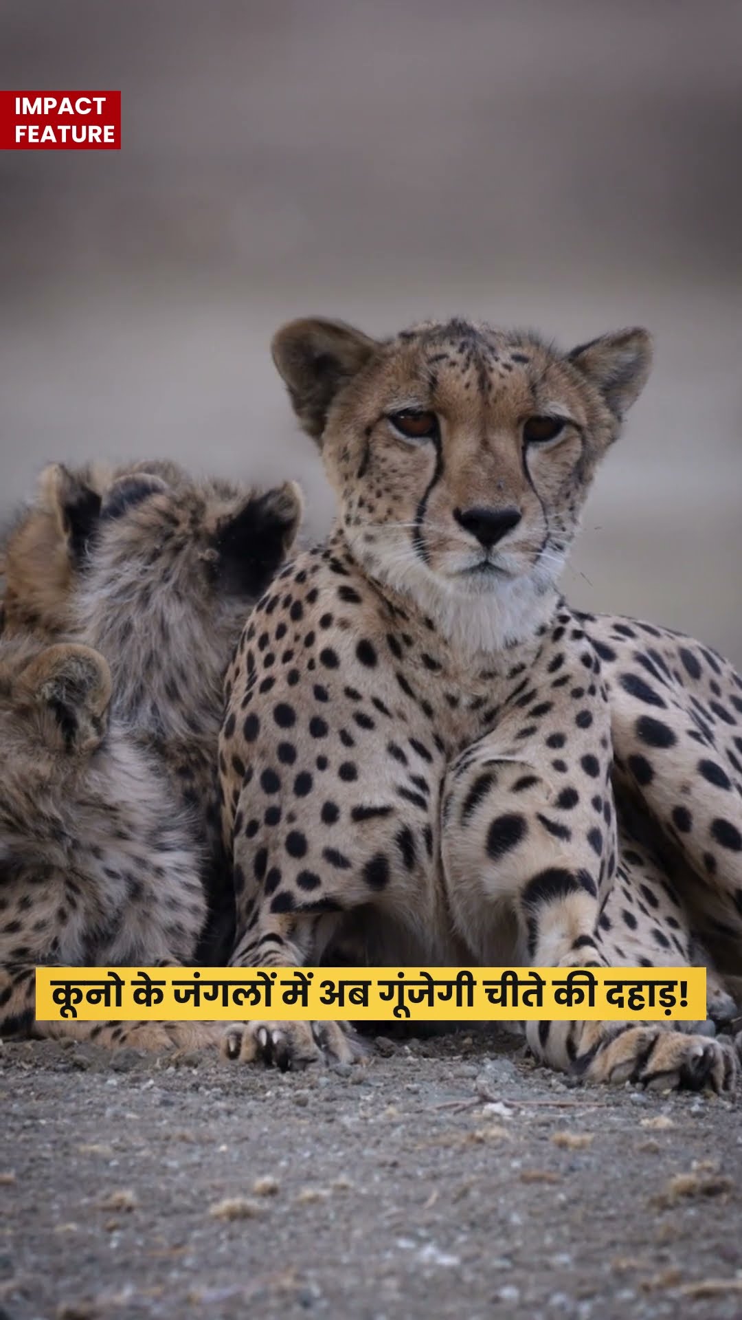 Madhya Pradesh के जंगलों में 70 साल बाद आया African Cheetah #MPTourism #madhyapradesh