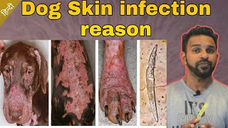 dog skin infection | skin infection | dog skin infection कारण @thepetguy by THE PET GUY 177 views 1 year ago 6 minutes, 45 seconds