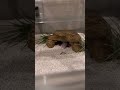 芋虫パクパク赤ちゃんヤードム