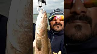 Snakehead fishing ||Giant Snakehead fish Catch||Mendak se Maral machli pakadna