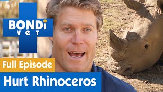 Southern White Rhinoceros' Foot Is Hurting | FULL EPISODE | S8E5 | Bondi Vet