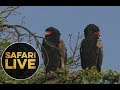 safariLIVE - Sunrise Safari - July 13, 2018