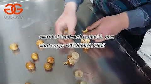Longan Core Remover Machine|Automatic Longan Core Remove Machine Video
