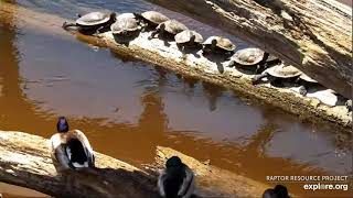 Mississippi Flyway Cam Boo Turtles \& Ducks and a Eagle 05 20 2023