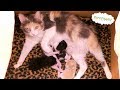 Babies are here ~ Japanese Bobtail Kittens 4k の動画、YouTube動画。