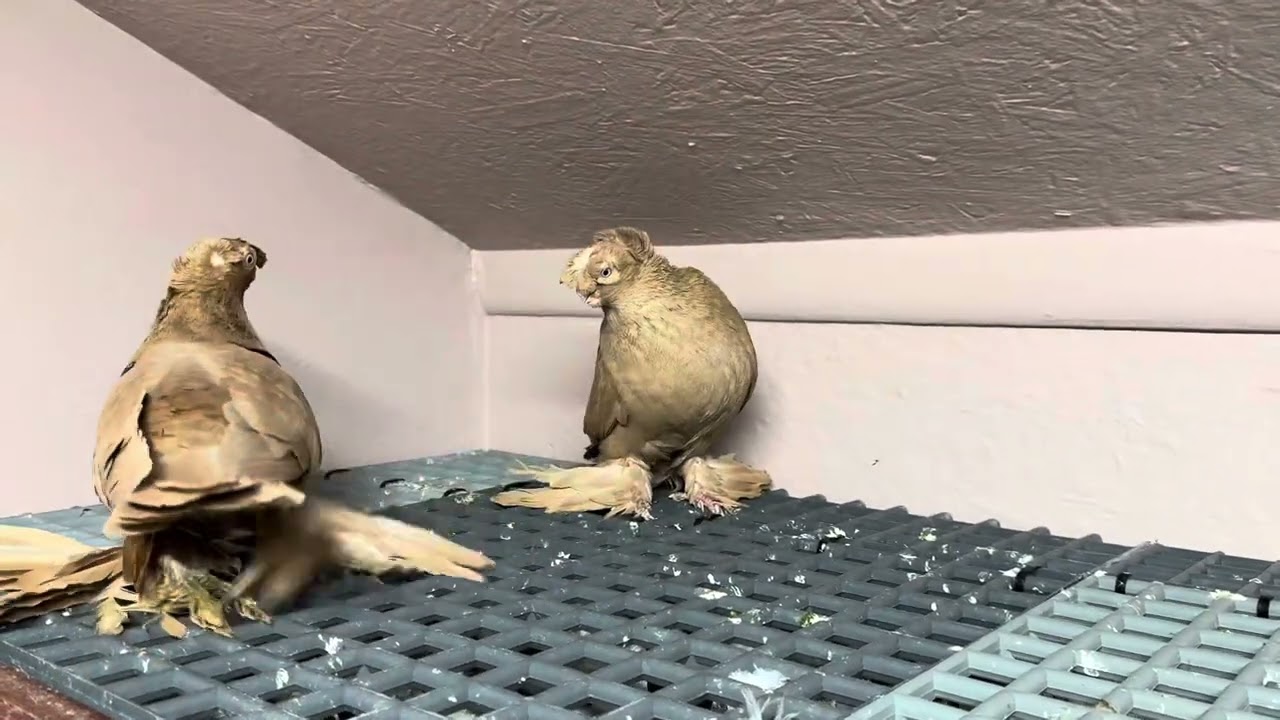 USA Uzbek Pigen 🇺🇸🇺🇸🇺🇸🇺🇸