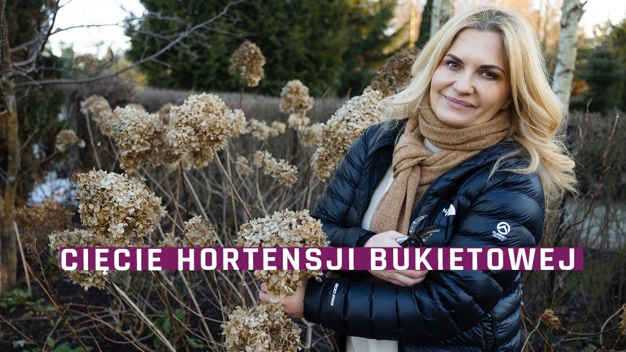 Cięcie hortensji bukietowych - jak uzyskać duże kwiaty? Ogród dla początkujących